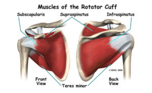 Rotator Cuff Muscles Anatomy